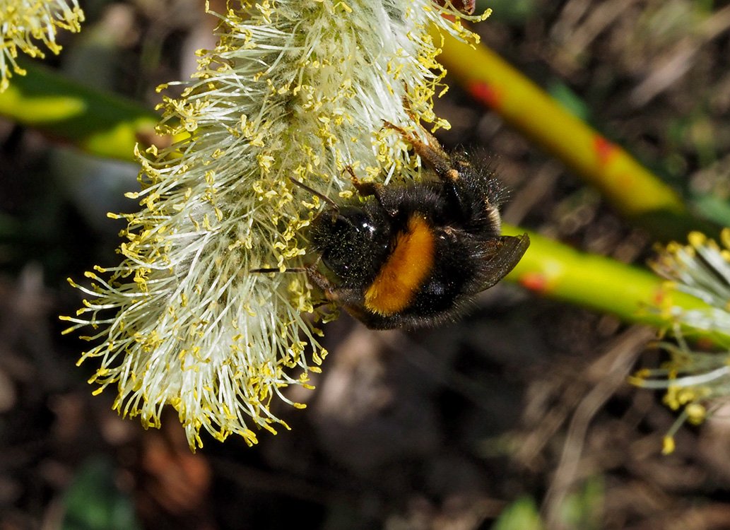 Čmeláci PLUS - Čmelák hájový (Bombus lucorum) - matka (queen)- Foto Hana Kříženecká