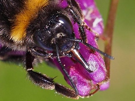 Čmeláci PLUS - Čmelák hájový (Bombus lucorum) - matka (queen)- Foto Hana Kříženecká