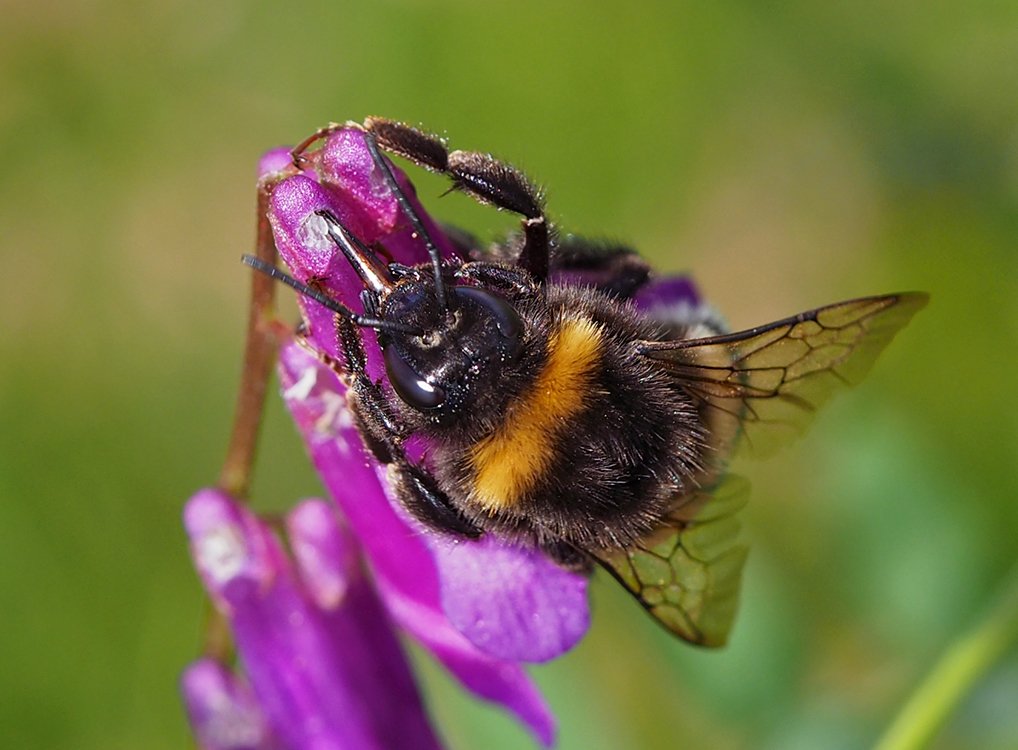 Čmeláci PLUS - Čmelák hájový (Bombus lucorum) - matka (queen)- Foto Hana Kříženecká