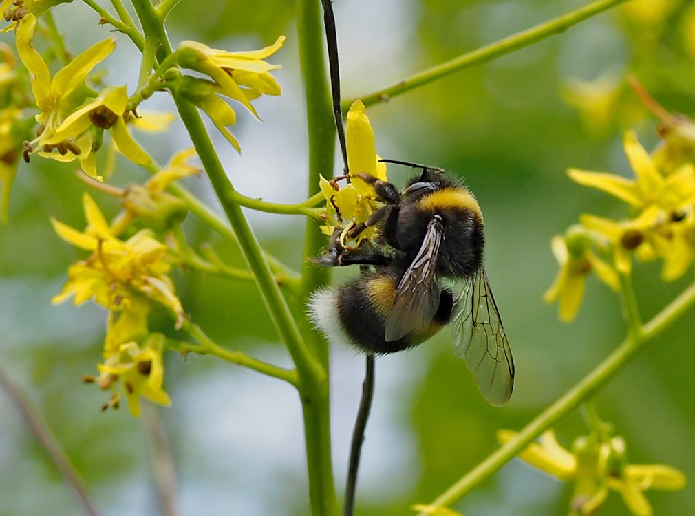 Čmeláci PLUS - Čmelák hájový (Bombus lucorum) - matka (queen)- Foto Hana Kříženecká