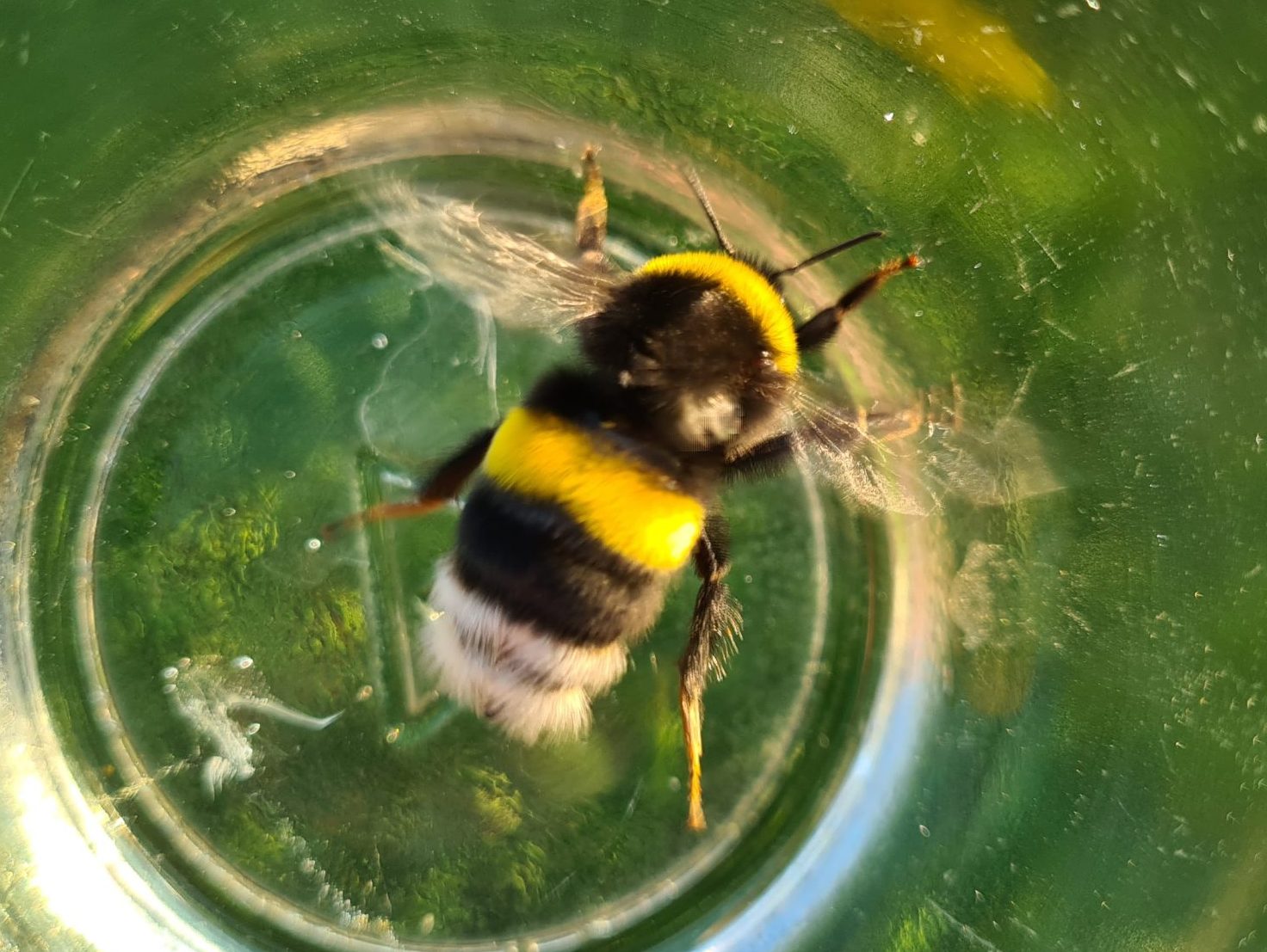 Čmeláci PLUS - Čmelák hájový (Bombus lucorum) - matka (queen) - Foto Ondřej Hercog 16 6 2021