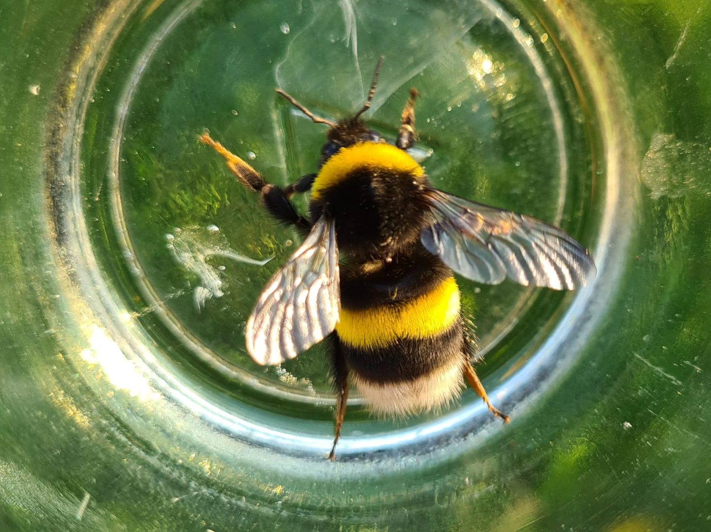 Čmeláci PLUS - Čmelák hájový (Bombus lucorum) - matka (queen) - Foto Ondřej Hercog 16 6 2021