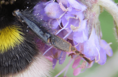 Čmeláci PLUS - Čmelák hájový (Bombus lucorum) - matka (queen) - noha( (legg) - Foto Steven Falk