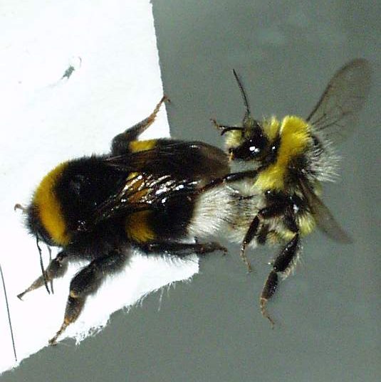 Čmeláci PLUS - Čmelák hájový - (Bombus lucorum) - páření (mating) - Foto Vladimír Ptáček