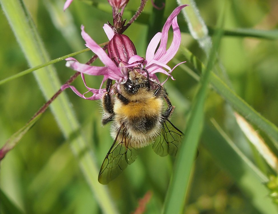 Čmeláci PLUS - Čmelák hájový (Bombus lucorum) - samec (male) - Foto Hana Kříženecká