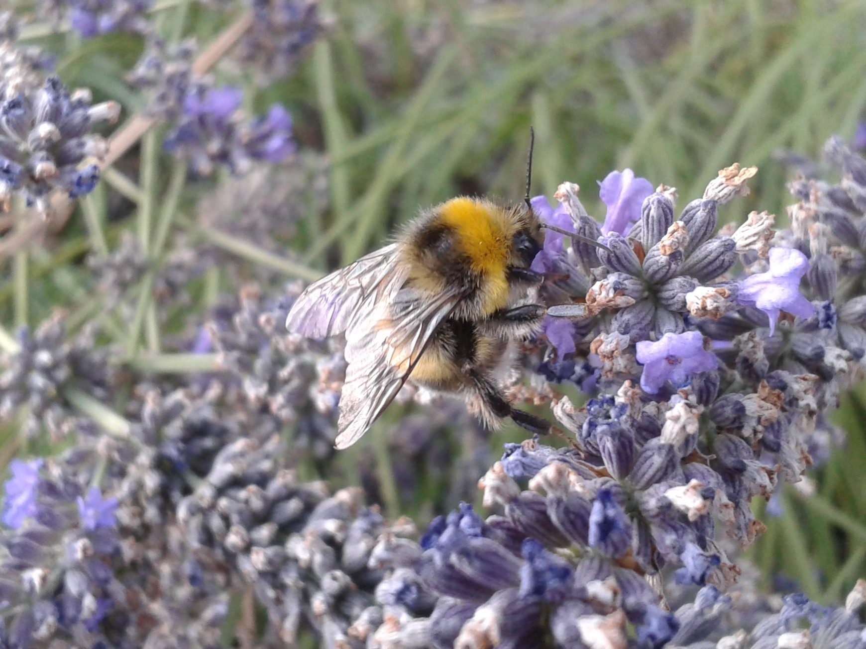 Čmeláci PLUS - Čmelák hájový (Bombus lucorum) - samec (male) - Foto Jan Frantl 01 08 2018