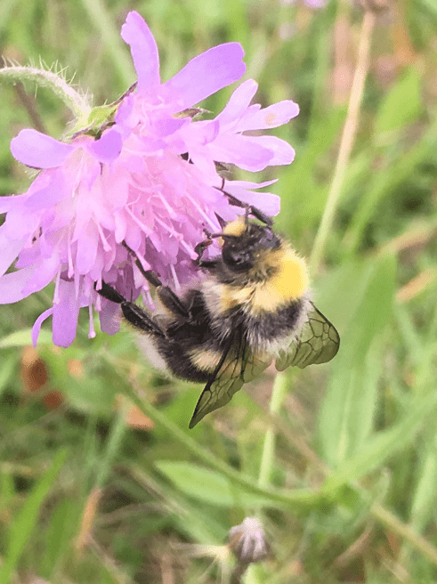 Čmeláci PLUS - Čmelák hájový (Bombus lucorum) - samec (male) - Foto Jan Frantl 24 08 2019