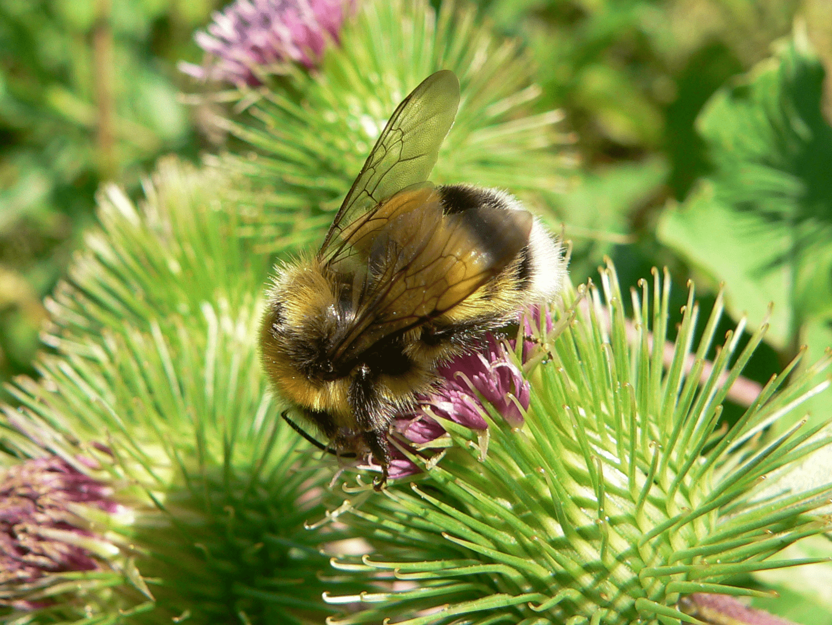 Čmeláci PLUS - Čmelák hájový (Bombus lucorum) - samec (male) Foto Jaromír Čížek