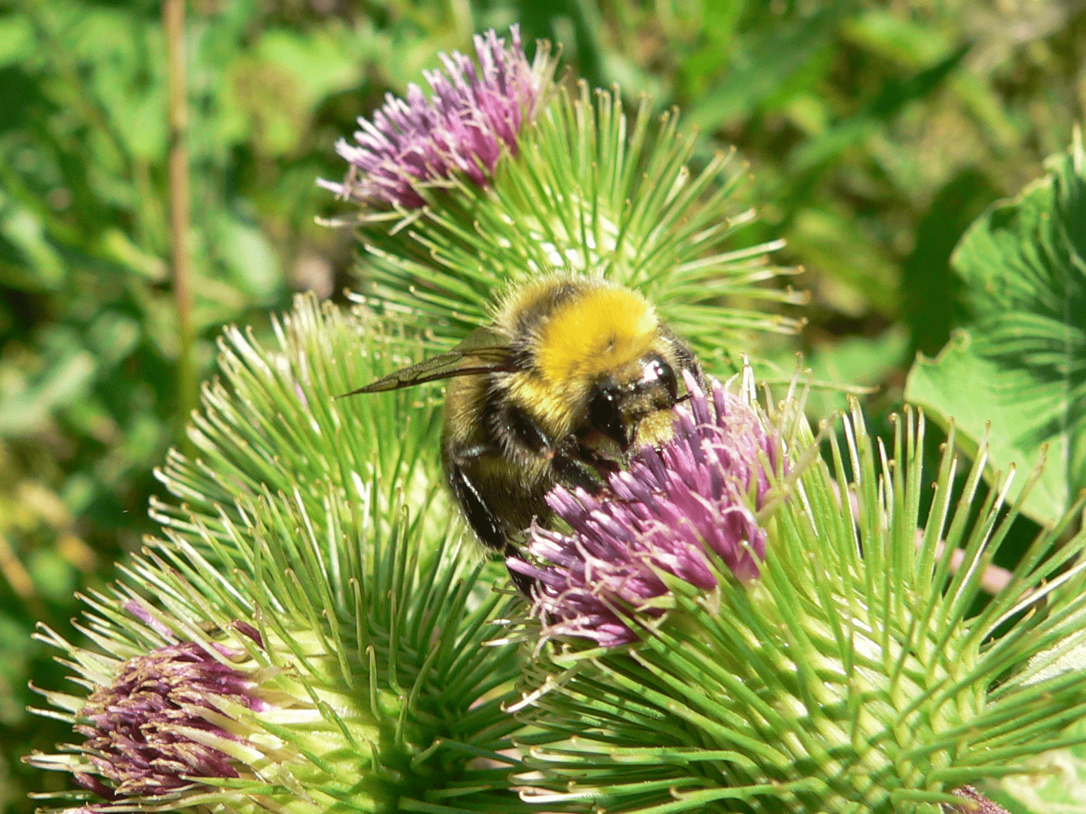 Čmeláci PLUS - Čmelák hájový (Bombus lucorum) - samec (male) Foto Jaromír Čížek