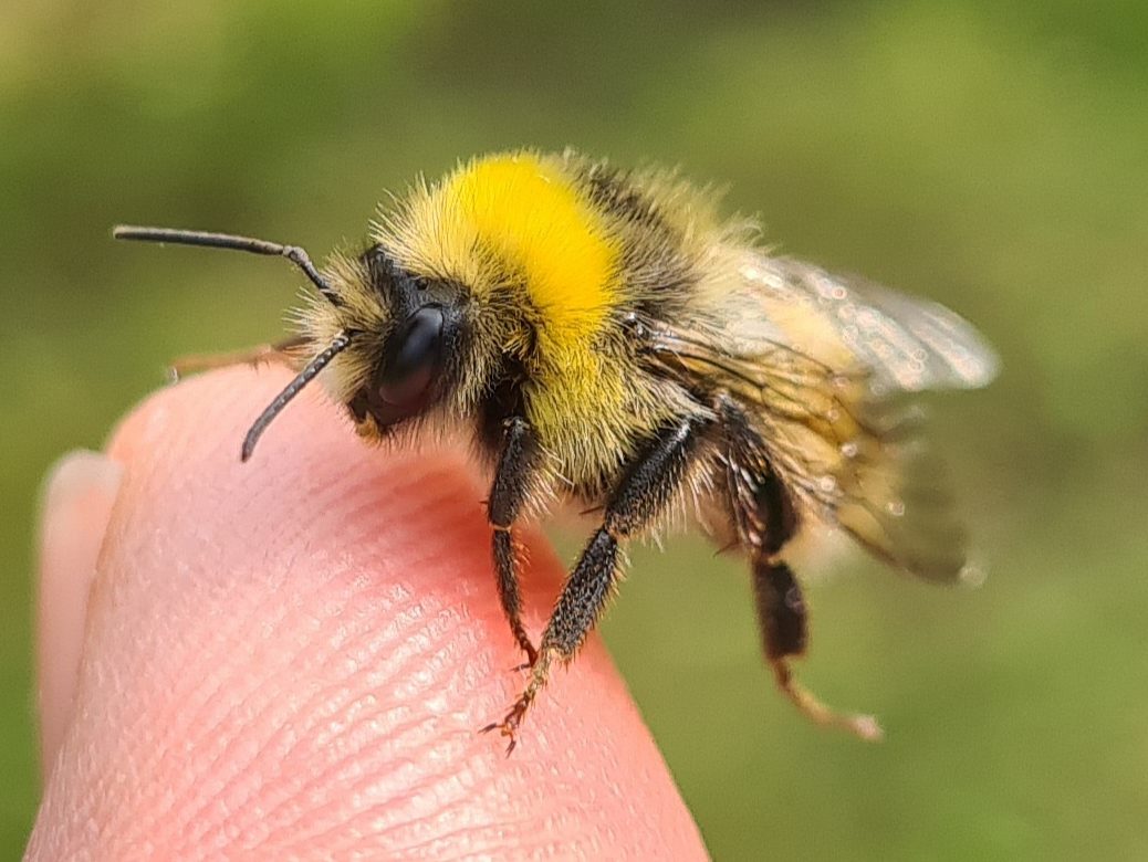 Čmeláci PLUS - Čmelák hájový (Bombus lucorum) - samec - (male) - Foto Ondřej Hercog 15 07 2021