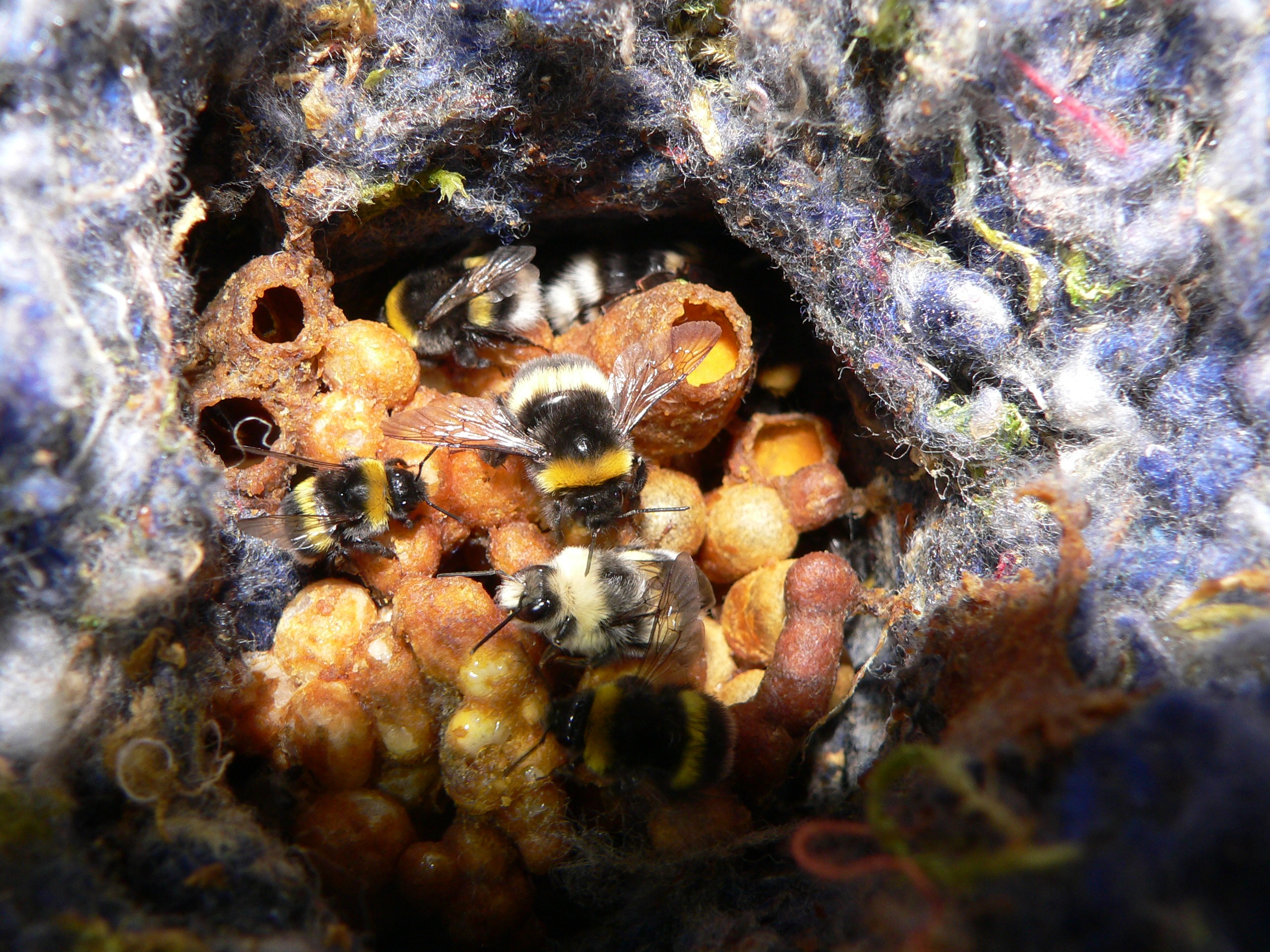 Čmeláci PLUS - Čmelák hájový (Bombus lucorum) - samec v hnízdě (male in the nest) - Foto Jaromír Čížek