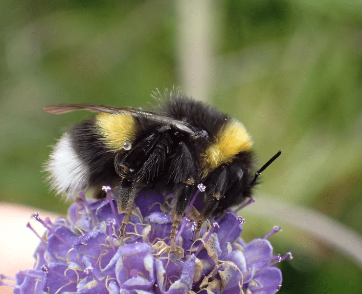 Čmeláci PLUS - Čmelák větší (Bombus magnus) - dělnice (worker)  Foto: S. Falk