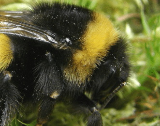 Čmeláci PLUS - Čmelák větší (Bombus magnus) - matka (queen)- detail pásku (colar)- Foto Steven Falk