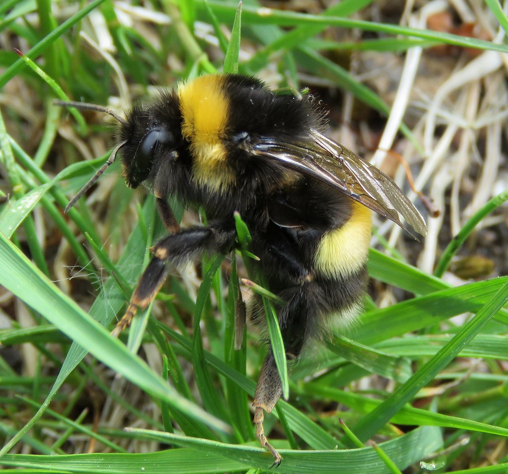 Čmeláci PLUS - Čmelák větší (Bombus magnus) - matka (queen) - Foto Flicker