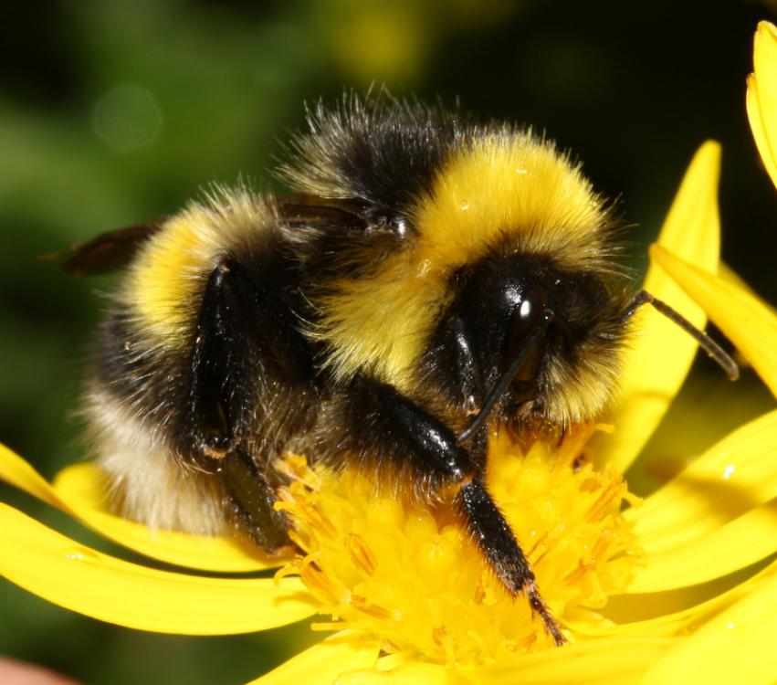 Čmeláci PLUS - Čmelák větší (Bombus magnus) - samec (male) - Foto BWars