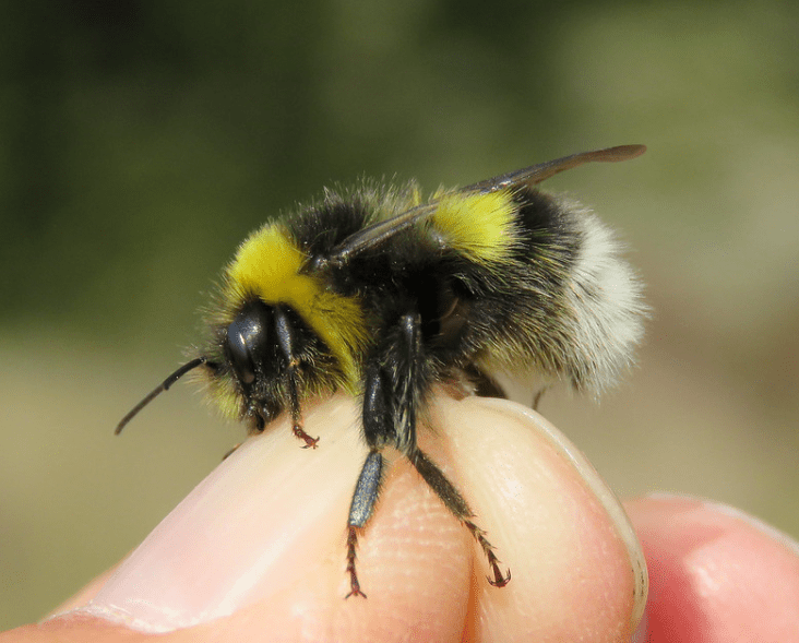 Čmeláci PLUS - Čmelák větší (Bombus magnus) - samec (male) - Foto Steven Falk