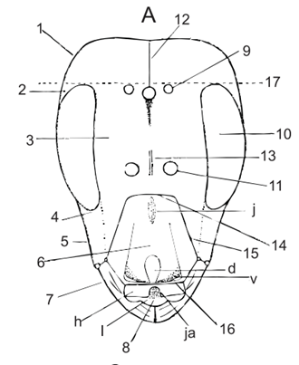 Čmeláci PLUS - Čmelák zahradní (Bombus hortorum) - matka (queen) - hlava (head) - Zdroj Jan May Čmeláci v ČSR