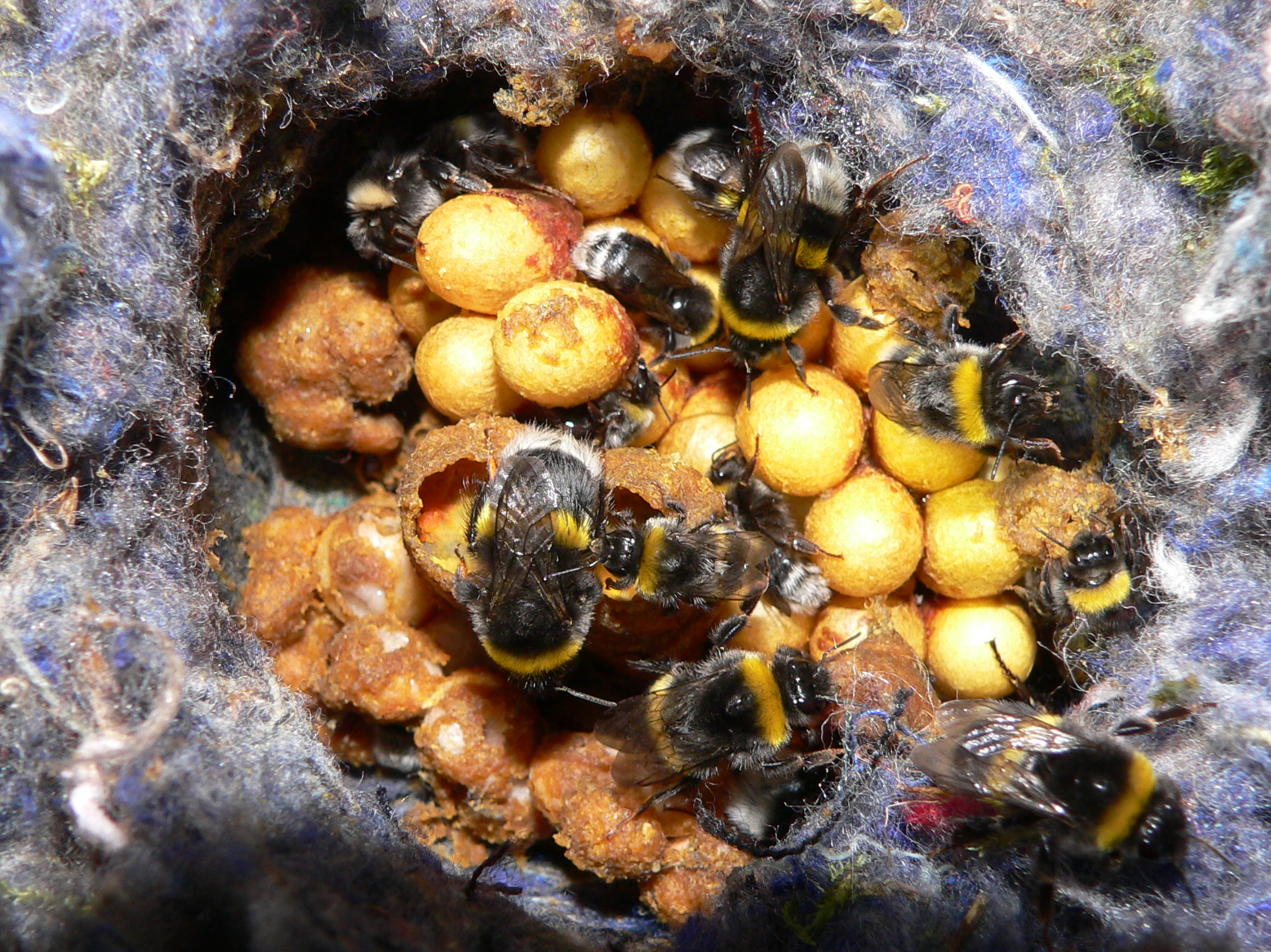 Čmeláci PLUS - Čmelák h8jový (Bombus lucorum) - hnízdo (nest) - Foto Jaromír Čížek