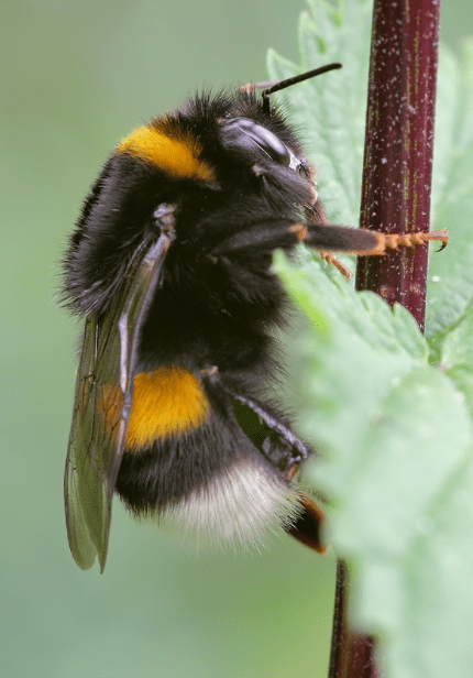 Čmeláci PLUS - Čmelák zemní (Bombus terrestris) - matka (queen) - Foto Braňo Ivčič