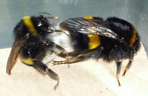 Čmeláci PLUS - Čmelák hájový - (Bombus zemní terrestris) - páření (mating) - Foto Vladimír Ptáček