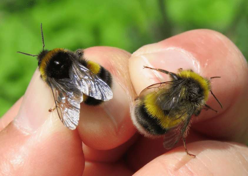 Čmeláci PLUS - Čmelák zemní a hájový  (Bombus terresris and lucorum)  - samec (male) - Foto Steven Falk