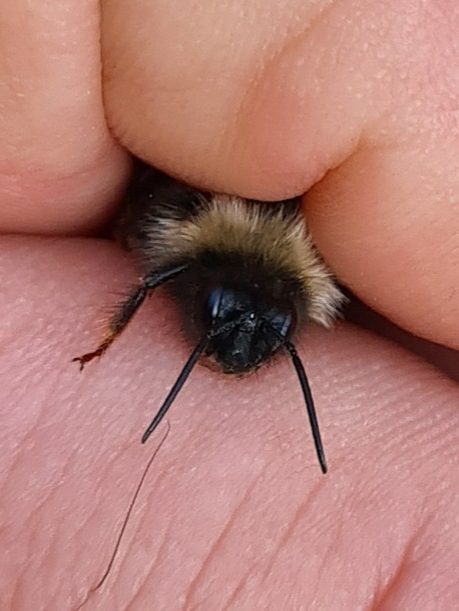 Čmeláci PLUS - Pačmelák český (Bombus bohemicus) - samec (male) - hlava - Ondřej Hercog - 2021 07 23