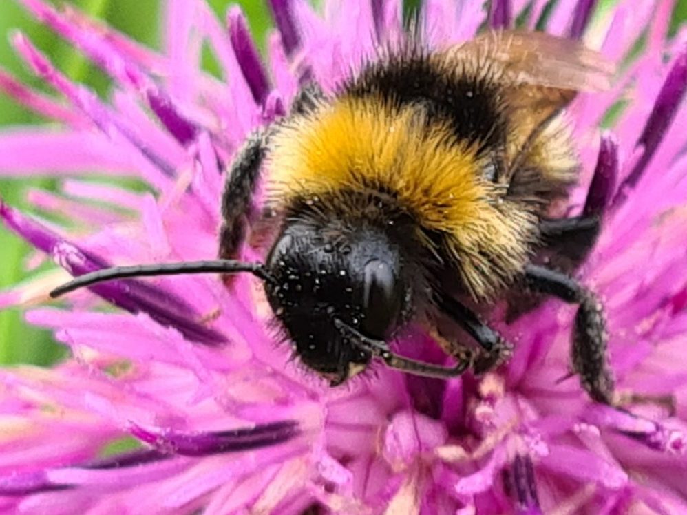 Čmeláci PLUS - Pačmelák panenský (Bombus vestalis) - samec (male) - hlava (head) - Foto -Ondřej Hercog 2021 08 04