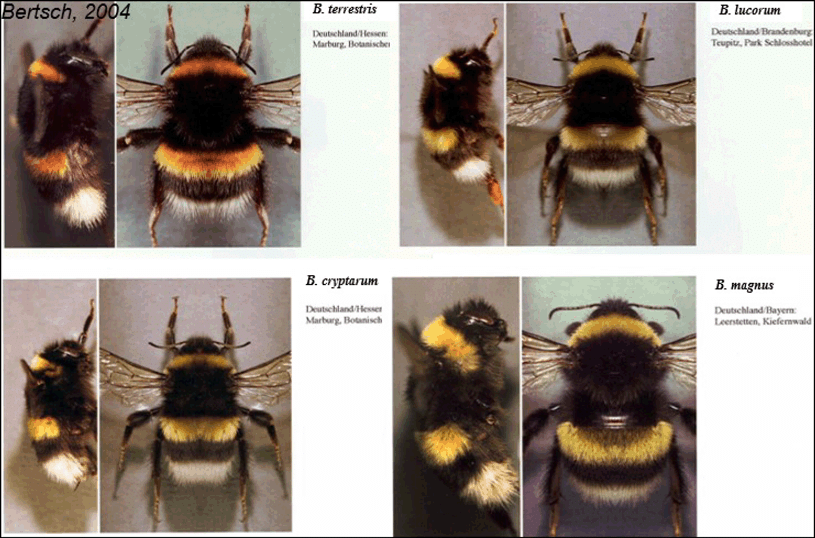 Čmeláci PLUS - Matky podobných druhů druhů - Queens-of-the-four-Irish-members-of-the-Bombus-B-terrestris-B-lucorum - B-magnus - B-crytptarum - Foto Bertsch 2004