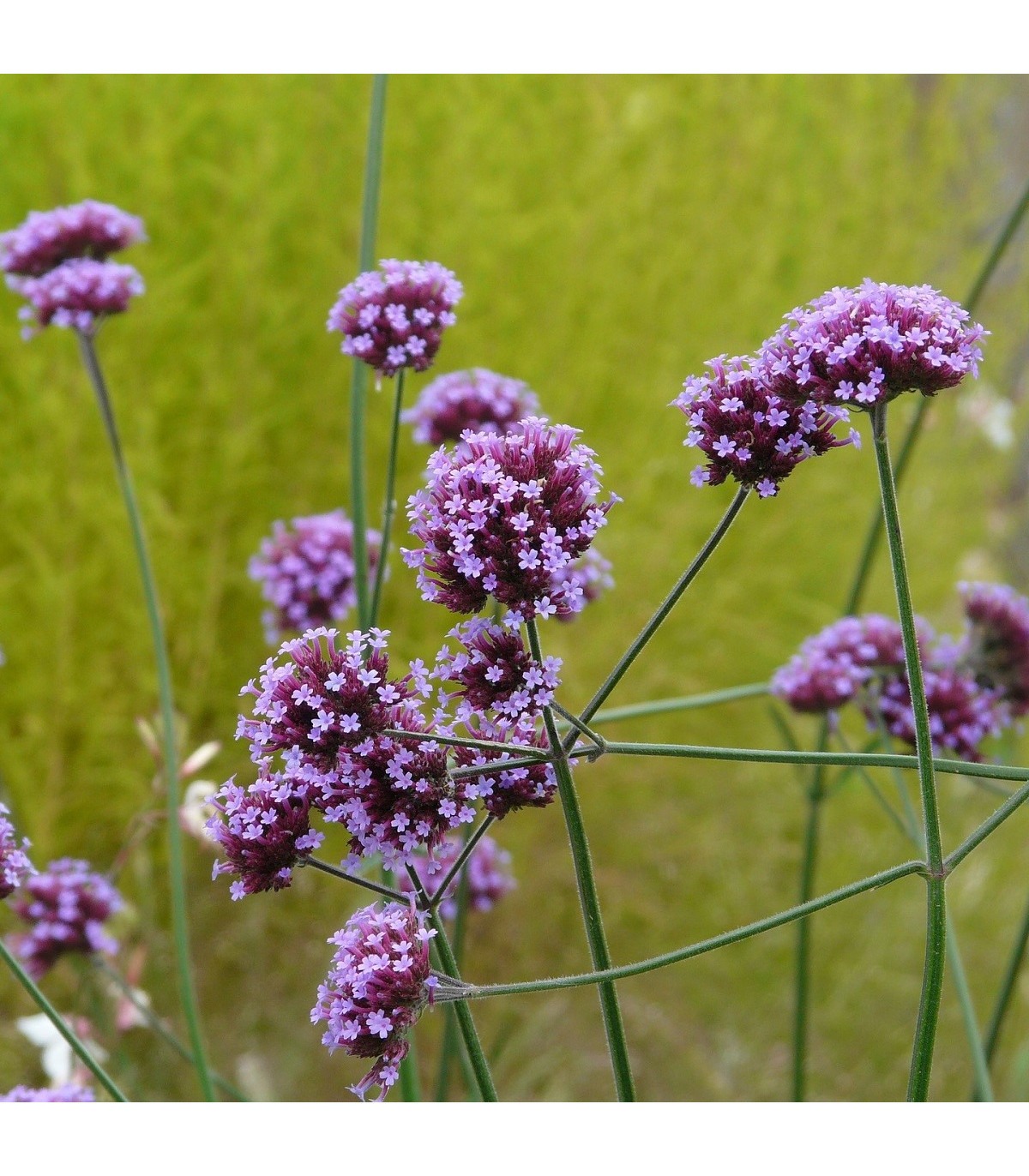 Čmeláci PLUS - Sporýš argentinský (Verbena bonariensis) - Foto semena_cz