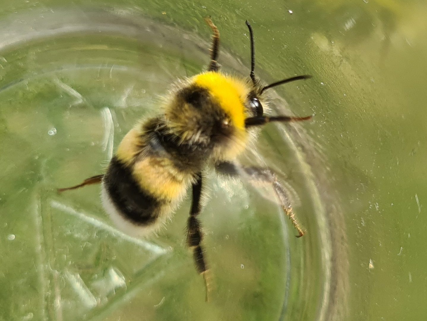 Čmeláci PLUS - Čmelák hájový - (Bombus lucorum)- samec (male) Foto Ondřej Hercog 15 7 2021 (2)