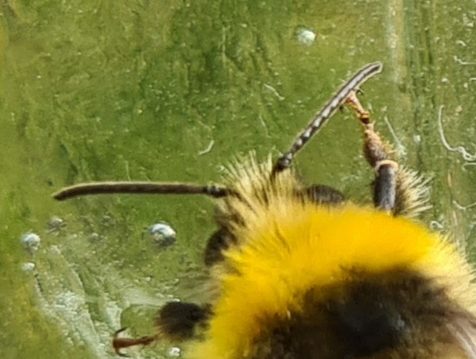 Čmeláci PLUS - Čmelák hájový (Bombus lucorum) - samec (male) - tykadla (antena) - Foto Ondřej Hercog 15 7 2021