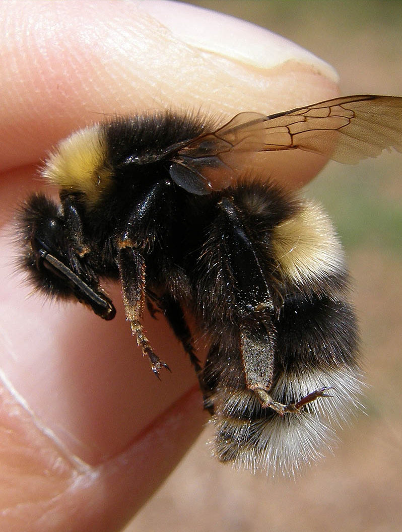 Čmeláci PLUS - Čmelák podvojný (Bombus cryparum) - matka (queen) - Foto bloomsforbees.co.uk