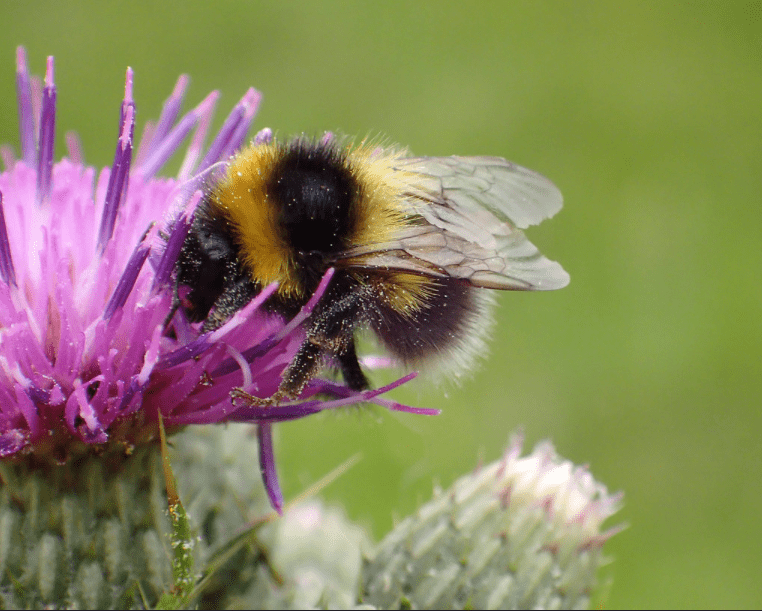 Čmeláci PLUS - Čmelák zahradní (Bombus hortorum) - dělnice (worker) Foto Steven Falk