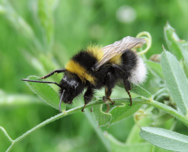 Čmeláci PLUS - čmelák zahradní (Bombus hortorum) - matka (queen) - Foto Steven Falk