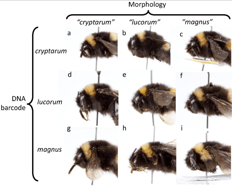 Čmeláci PLUS - Complex lucorum - Zdroj Colour Patterns Do Not Diagnose Species_ Quantitative Evaluation of a DNA Barcoded Cryptic Bumblebee Complex