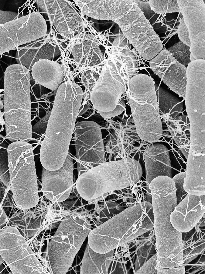 Čmeláci PLUS - Bacillus-thuringiensis - Foto Denis Kunkel