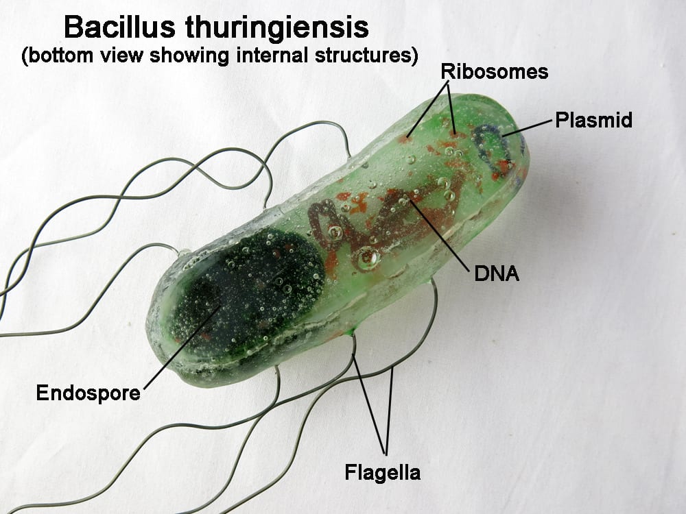 Čmeláci PLUS - Bacillus-thuringiensis - Zdroj Jardineria On