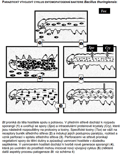 Čmeláci PLUS - Jak funguje Bacillus thuringiensis alias Bt. - V detailu - Zdroj Biologické přípravky na bázi entomopatogenních bakterií