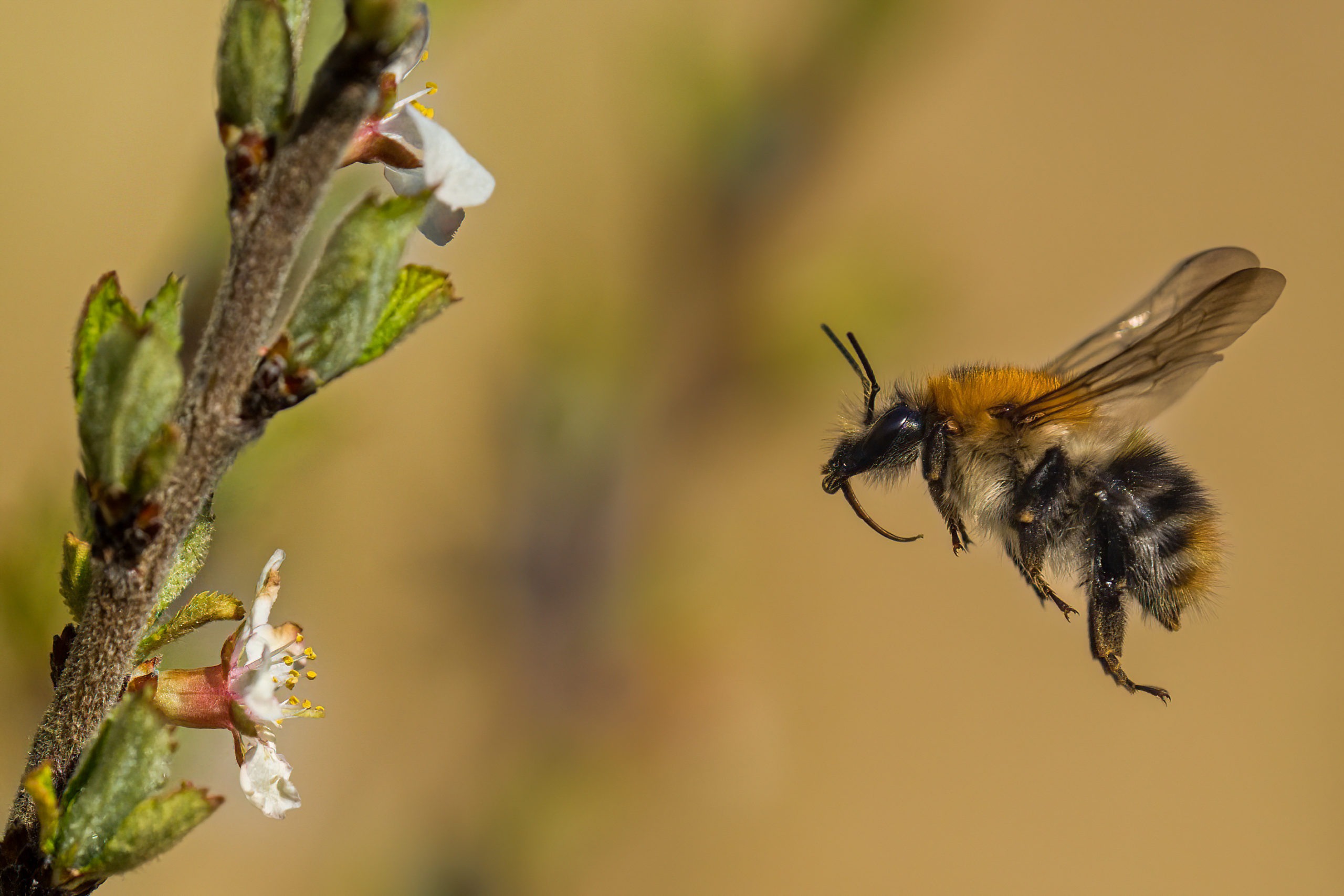 Čmeláci PLUS - Čmelák rolní - Bombus pascuorum - matka - Female - Foto Jan Jančík 14 04 2022