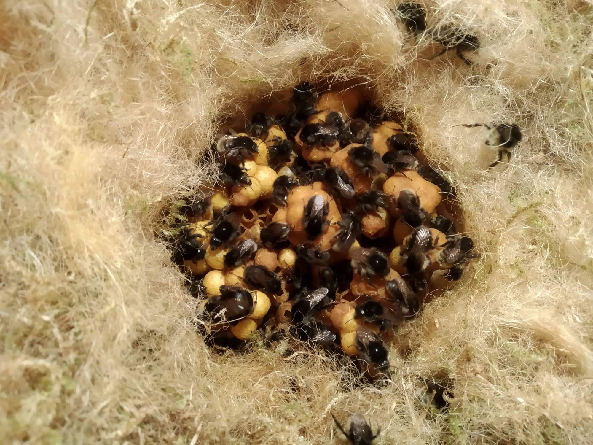 Čmeláci PLUS - Hnízdo čmeláků proměnlivých - Bombus humilis - Foto Vít Cach 2021