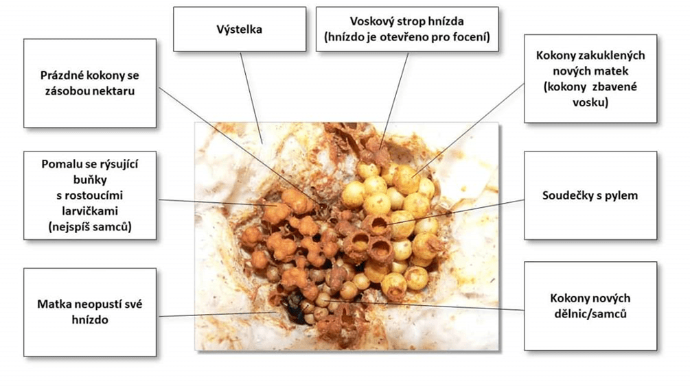 Čmeláci PLUS - Popis hnízda čmeláků - Foto O. Hercog