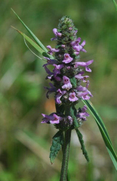 Čmeláci PLUS - Bukvice lékařská - Betonica officinalis - Foto Wiki