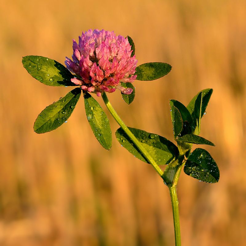 Čmeláci PLUS - Jetel luční - Trifolium pratense - Foto Wiki