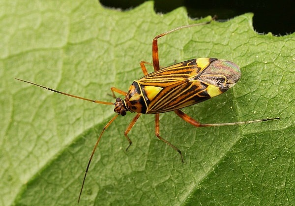 Čmeláci PLUS - Klopuška (Heteroptera) - Foto Pavel Krásenský