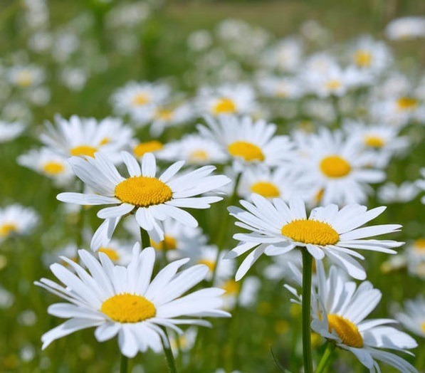 Čmeláci PLUS - Kopretina bílá - Leucanthemum vulgare -Foto Internet