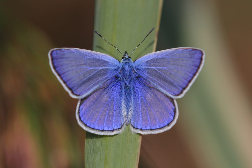 Čmeláci PLUS - Modrásek jehlicový (Polyommatus icarus) - Foto Wiki