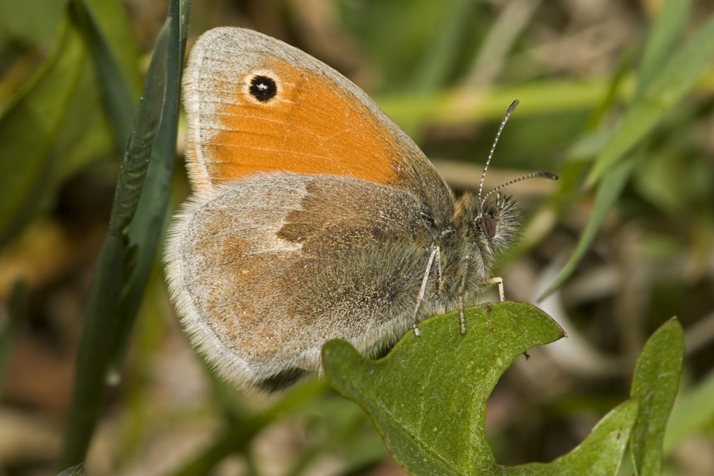 Čmeláci PLUS - Okáč poháňkový - (Coenonympha pamphilus)- Foto Wiki