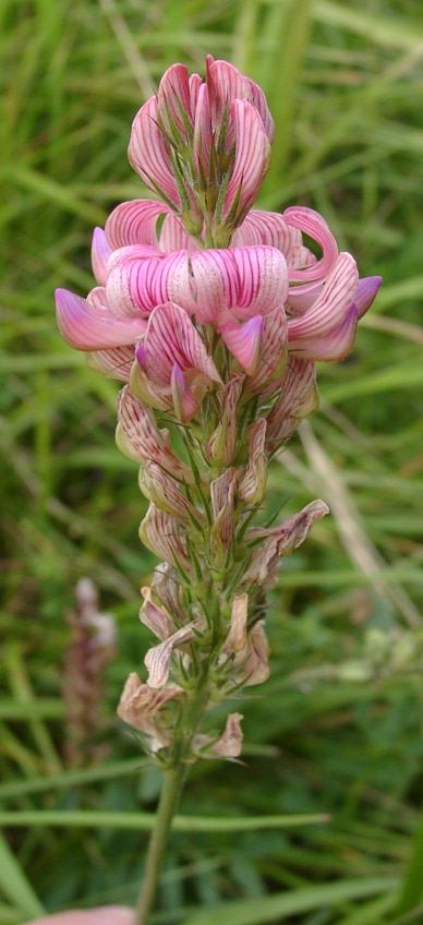Čmeláci PLUS - Vičenec ligrus - Onobrychis viciifolia - Foto Wiki