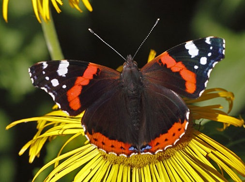 Čmeláci PLUS - Babočka admirál - Vanessa atalanta - Foto Wiki