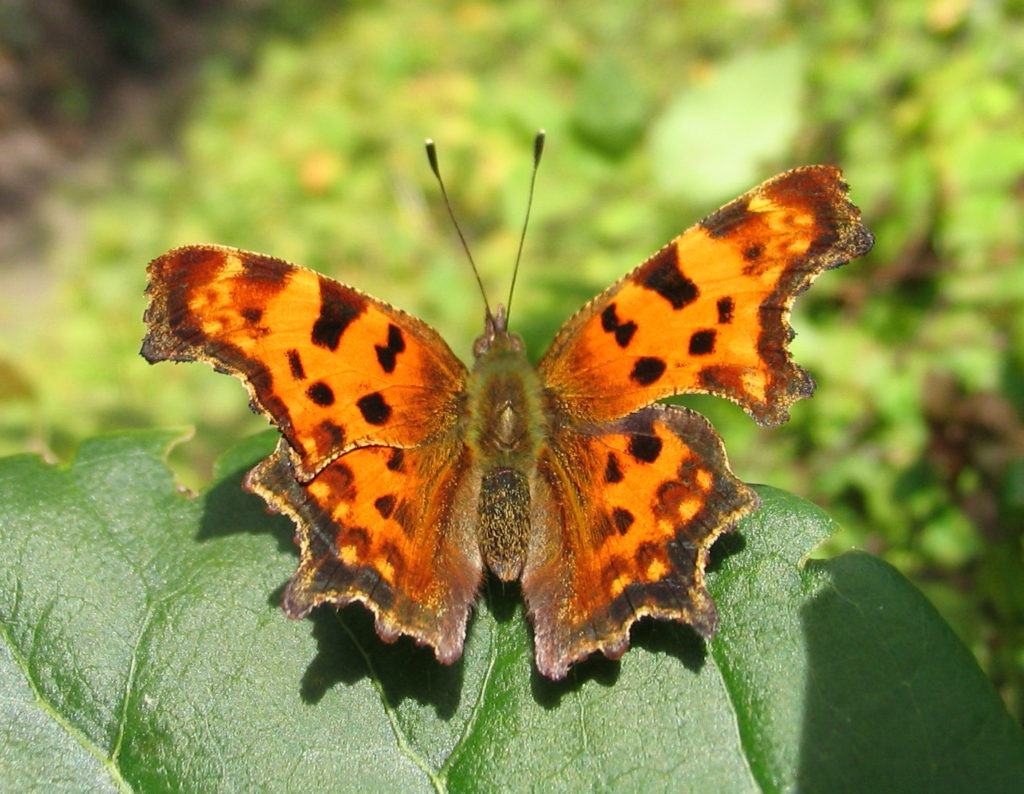 Čmeláci PLUS - Babočka bílé C - Polygonia c-album - Foto Wiki